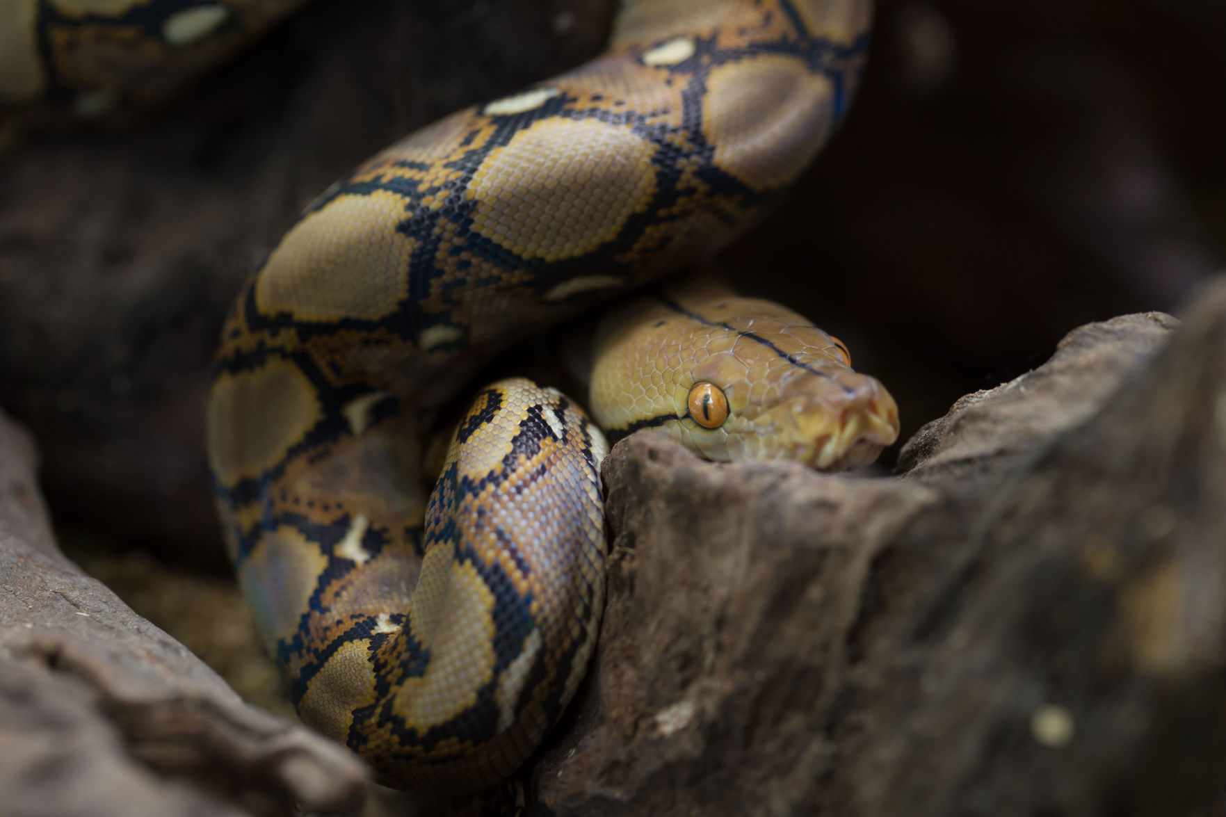 Python